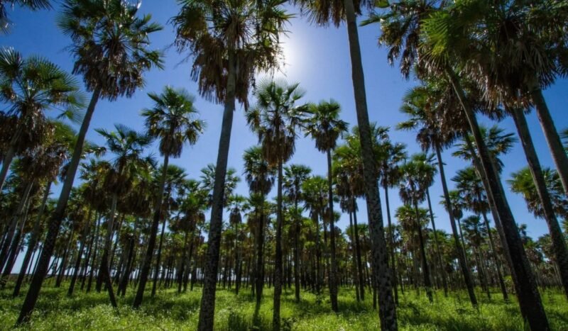 Bioeconomía: el totaí suma usos desde las comunidades y los biocombustibles podrían ampliar su cadena de valor